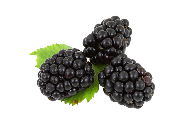 Blackberries For Sale | D & B Grant Blairgowrie